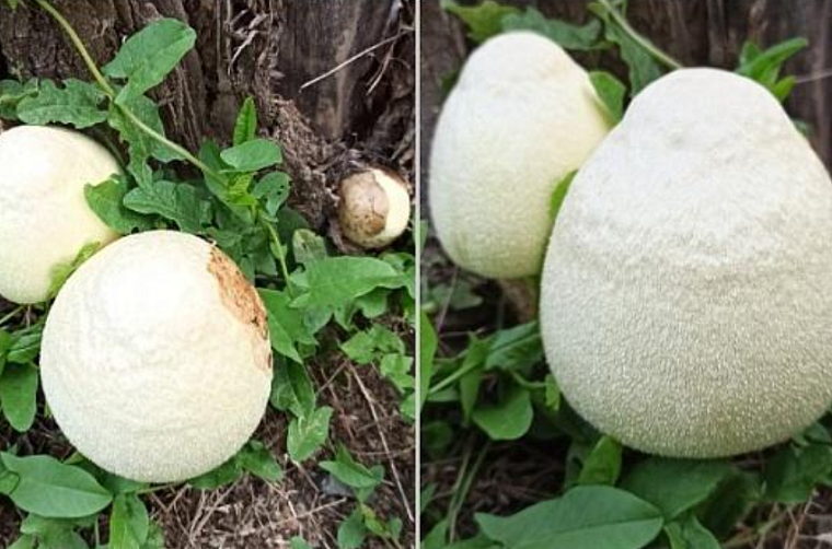 Житель Новосибирска нашел в лесу грибы, похожие на пушистые яйца