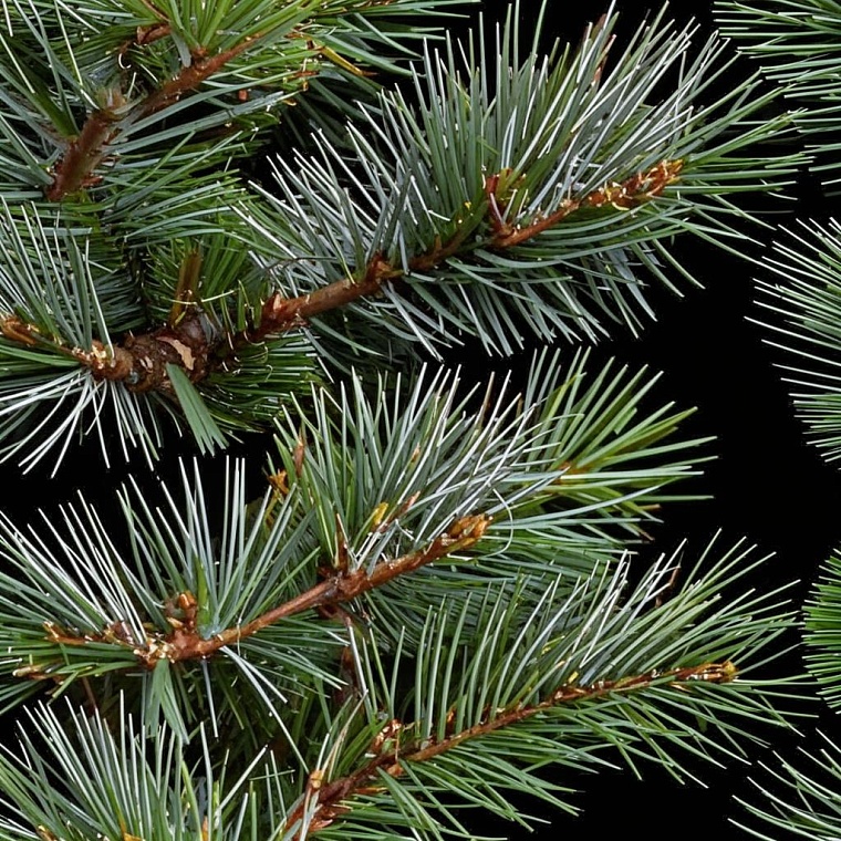 Народные приметы на 13 марта: зачем наши предки приносили в дом сосновые ветки