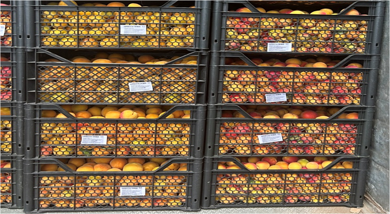 Из Тюменской области вернули в Казахстан более сотни партий фруктов и овощей