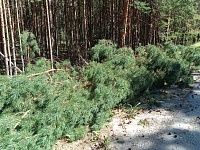 Съехал в лес и опрокинулся: в ДТП у санатория "Сибирь" погибли три человека