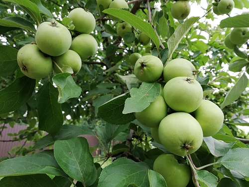 Агроном тюменского «Россельхозцентра» дал советы по весенней обрезке плодовых