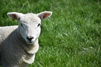 Трое тюменцев пытались похитить овцу, но были застигнуты на месте преступления