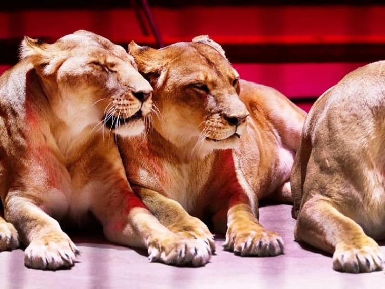 Обновленная «Империя львиц» в тюменском цирке прошла с аншлагом