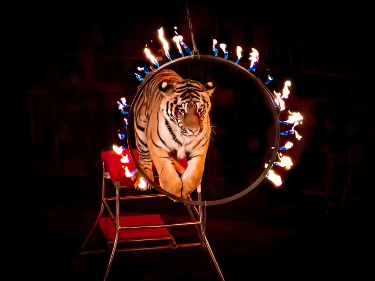 Обновленная «Империя львиц» в тюменском цирке прошла с аншлагом