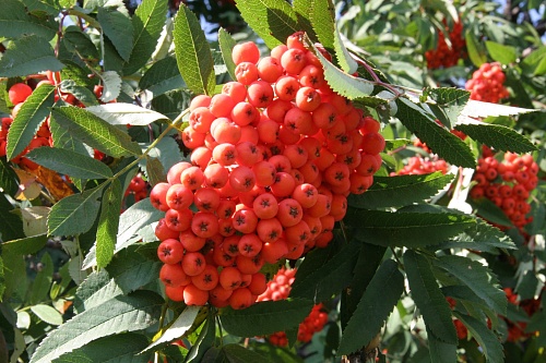 Народные приметы на 7 сентября: много ягод на рябине - к суровой зиме