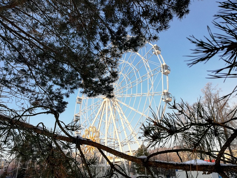 В Тюмени в ноябре набухают почки: эксперт рассказал, как помочь деревьям