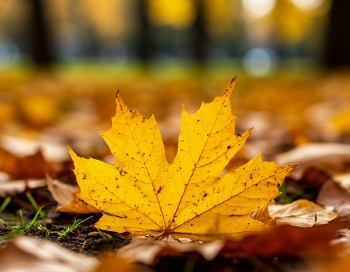 В парках Новосибирска запретили убирать опавшую листву