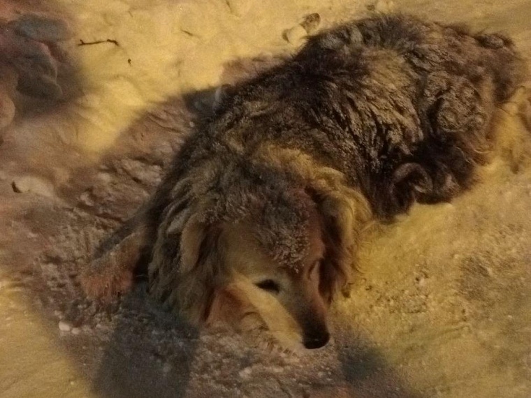 Раненная в Тюмени собака умерла в клинике