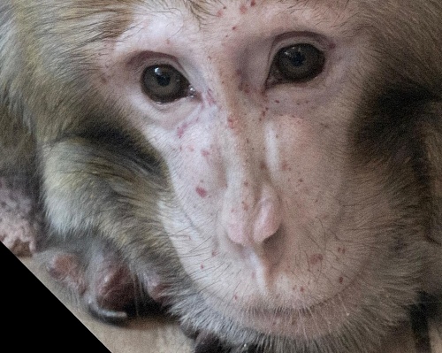 В Тюмени умер артист цирка, долгожитель-обезьян Бабасик