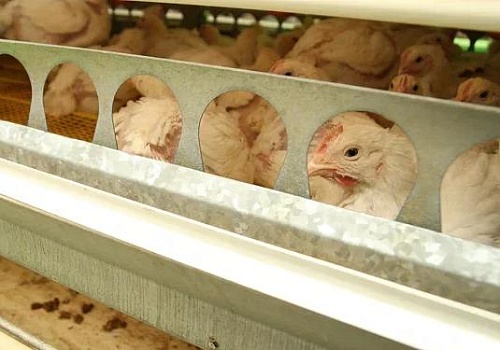 «Куриное царство» оштрафовано за антибиотики в субпродуктах: продукция изъята и уничтожена