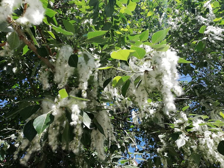 Борьба с тополиным пухом: в администрации Тюмени наметили план действий