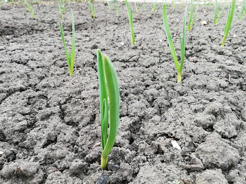 Агроном тюменского «Россельхозцентра» рассказал об особенностях посадки репчатого лука