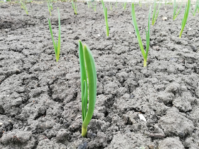 Агроном тюменского «Россельхозцентра» рассказал об особенностях посадки репчатого лука