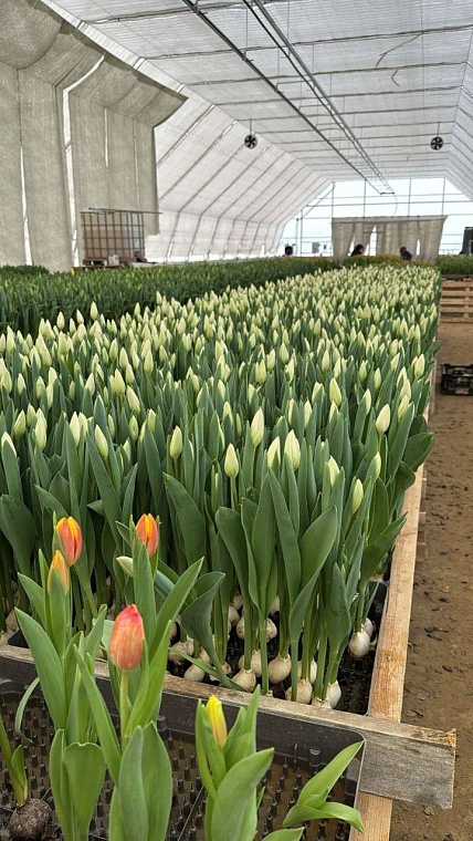 В новых тюменских теплицах к 8 Марта вырастили 50 тысяч тюльпанов
