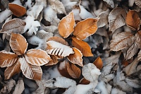 Народные приметы на 13 ноября: на деревьях осталось много листьев - к долгой зиме