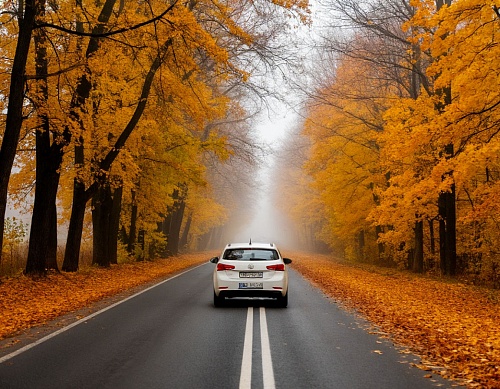 В Тюменской области ожидается туман с ухудшением видимости до 500 метров