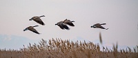 Народные приметы на 28 сентября: гуси летят - зимушку на хвосте тащат