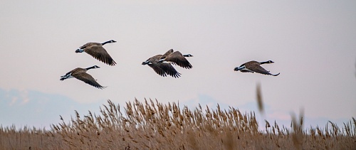 Народные приметы на 28 сентября: гуси летят - зимушку на хвосте тащат