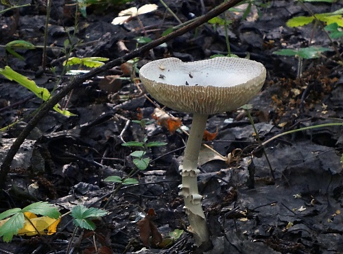 Жительница Нижней Тавды наелась грибов до потери сознания