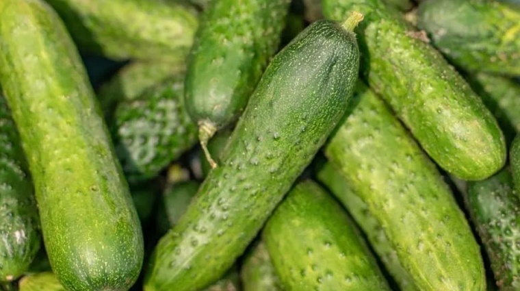 В колонии за полярным кругом собрали первый урожай огурцов