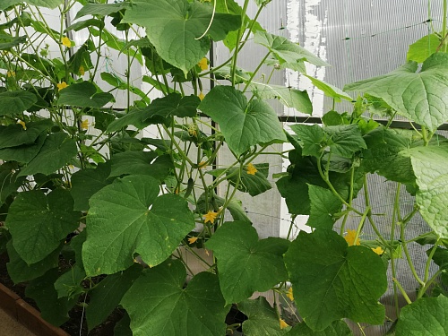 «Командир полка», «Черри-формула любви», «Египетская сила»: Тюменский Россельхознадзор выявил запрещенные семена