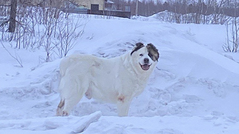 В Новом Уренгое алабай на самовыгуле напал на женщину