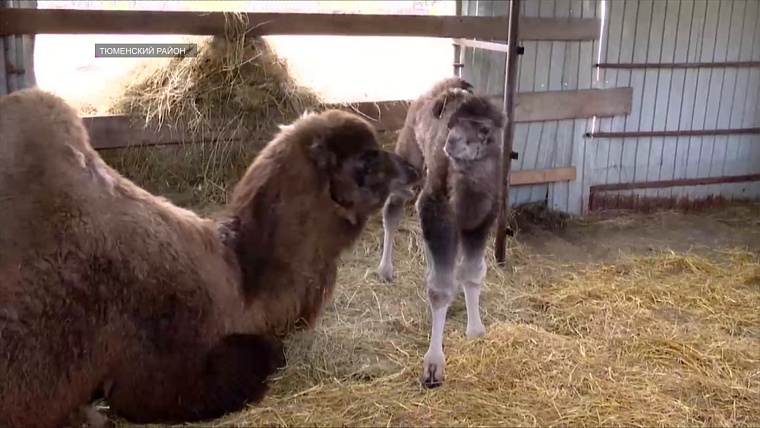 Кенгуру, верблюд, капуцин: в тюменском зоопарке случился бэби-бум