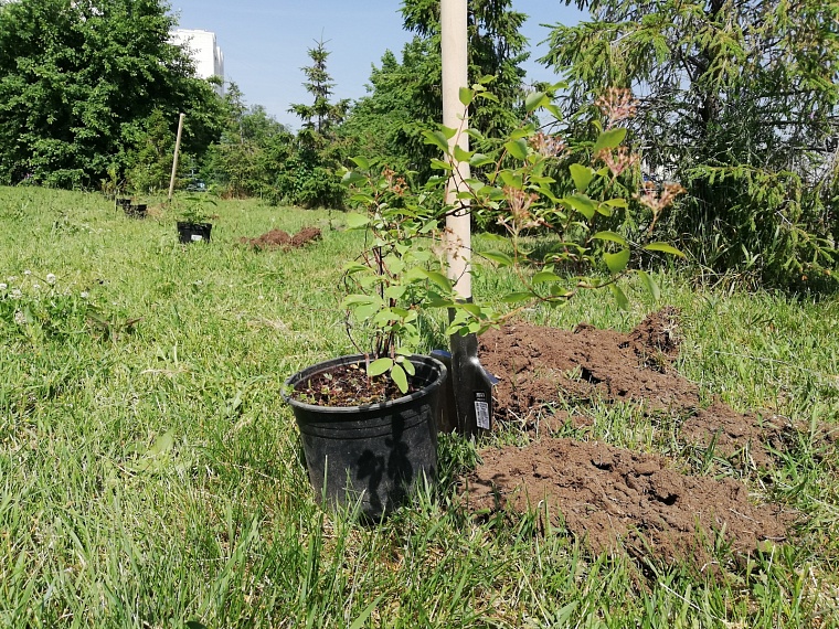 Тюменцы высадили деревья к 80-летию Победы в Великой Отечественной войне