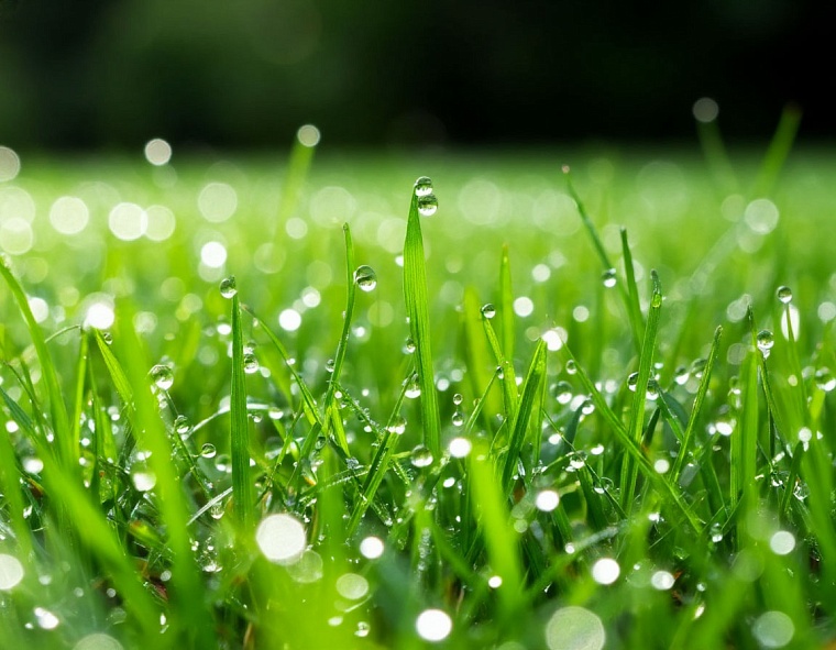 Народные приметы на 25 июня: на Прокла поле от росы промокло