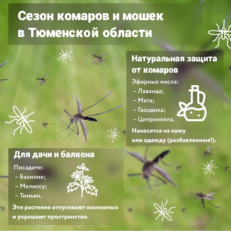 Нашествие комаров: тюменцам дали советы, как защититься