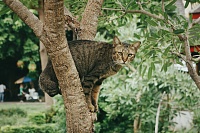 Почему кошки лазают по деревьям?
