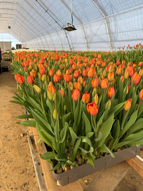В новых тюменских теплицах к 8 Марта вырастили 50 тысяч тюльпанов