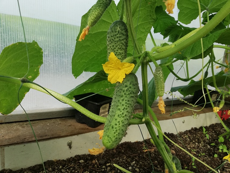 Тюменский садовод рассказала о паутинном клеще у огурцов