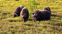 Шесть молоденьких овцебыков из ямальского питомника пропишутся в Москве