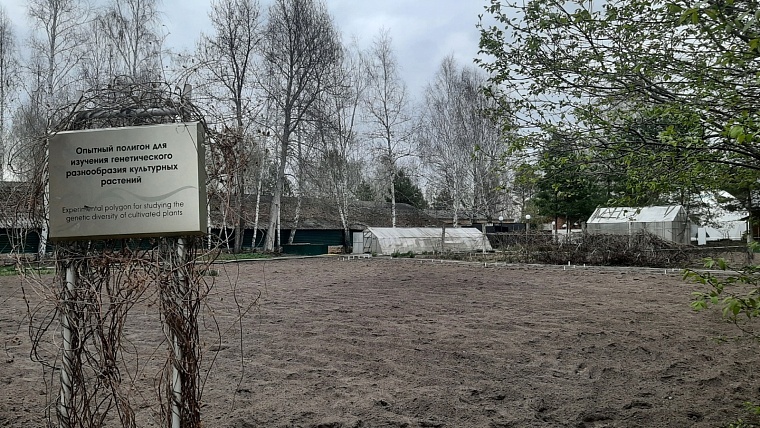 В Тюменской области выводят новые сорта растений из-за глобального потепления