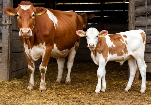 Народные приметы на 19 февраля: стельным коровам в этот день доставалось много корма