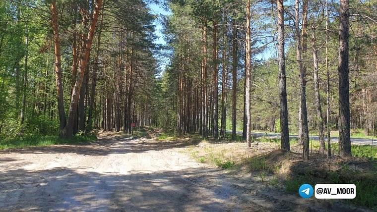 Тюменцам разрешили посещать леса