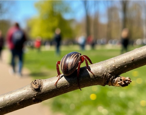 В Тюменской области зарегистрирован завозной случай заболевания клещевым боррелиозом