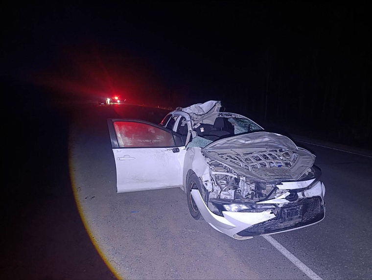 Водитель из Краснодарского края попал в больницу после ДТП с лосем в Исетском округе