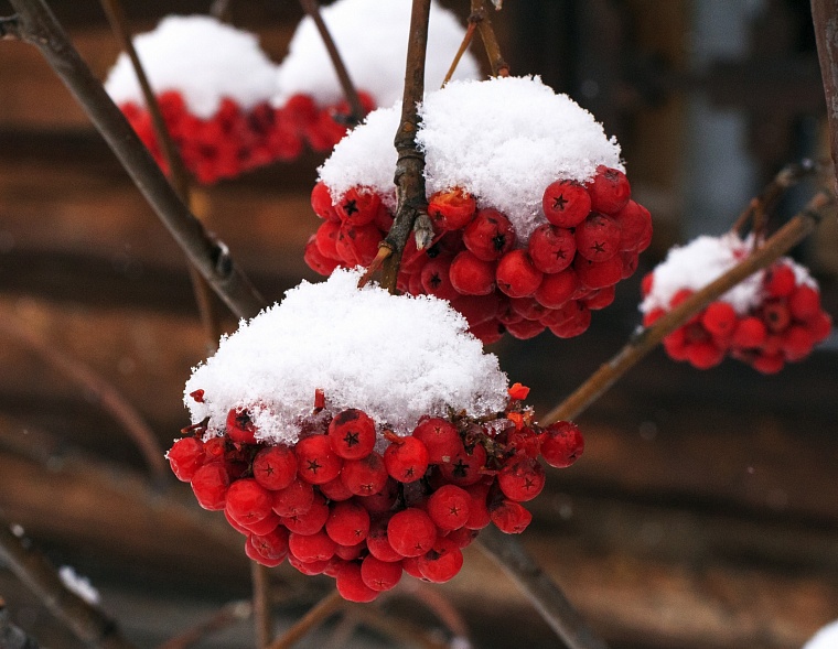 Народные приметы на 9 октября: снег, выпавший днем, долго не пролежит