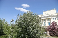 Яблони в цвету: топ-5 мест в Тюмени для весенней фотосессии