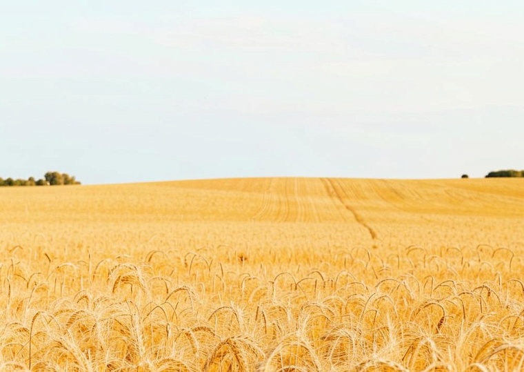 Народные приметы на 21 мая: пшеницу сей, когда черемуха зацветет