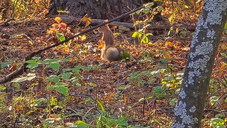 Максим Афанасьев: Парк «Комарово» откроется для посетителей зимой