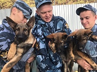 В тюменском питомнике служебных собак подрастают щенята немецкой овчарки