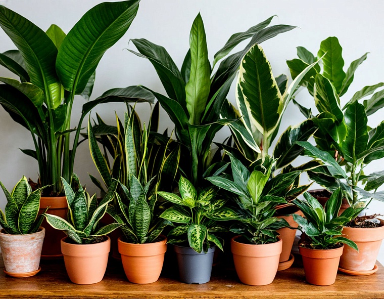 Тюменский садовод рассказала, как ухаживать за комнатными растениями зимой