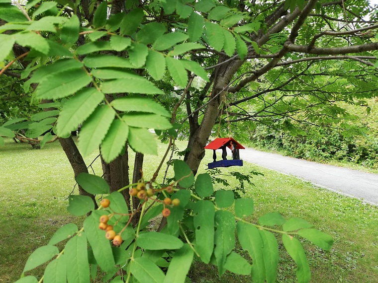 Тюменцы контролируют состояние деревьев в городе