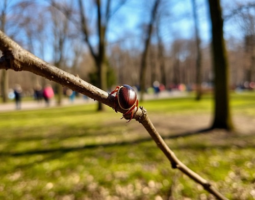 В Тюменской области уже 570 человек пострадало от укусов клещей