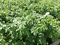 В Ишимском районе выявлено вредоносное заболевание почвы, влияющее на урожай картофеля