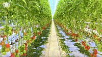 Александр Моор показал, как в Тюменском районе выращивают помидоры круглый год