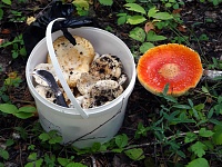 В России предложили проводить мастер-классы по безопасному сбору грибов